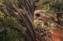 Best Vortex and Chakra Tour of Sedona