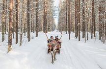 Reindeer Safari in Arctic Wilderness
