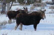 Jackson Hole & Grand Teton Park - Full-Day Wildlife Tour