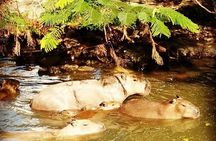 Half-Day Adventurous Boat Tour Tijuca Lagoon in Rio de Janeiro