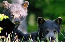 Whistler Sightseeing Tour: Discover all of Whistler Year-Round!