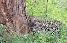 Evening Safari - Yala National Park with Janaka safari - 02.00 pm to 06.30 pm