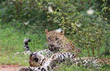 Full day Safari - Yala National Park - 04.30 am to 06.00 pm with - Janaka safari