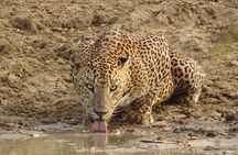 Full day Safari - Yala National Park - 04.30 am to 06.00 pm with - Janaka safari