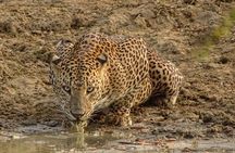 Special leopards safari Yala National park - 04.30 am to 11.30 am