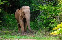The Best Safari tour from Hambantota Port (Janaka safari)