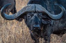 6-Day Private midrange Tour in Arusha with Airport Pickup