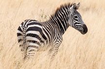 6-Day Private midrange Tour in Arusha with Airport Pickup