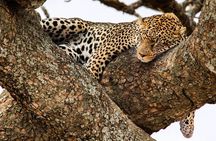 6-Day Private midrange Tour in Arusha with Airport Pickup