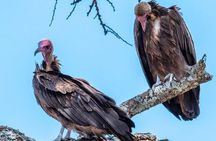 6-Day Private midrange Tour in Arusha with Airport Pickup
