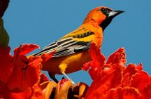 Desembocada and Ameca River Bird Paradise (Wetland and Tropical birds in PV)
