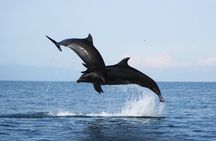 Wild dolphins encounter & snorkeling 