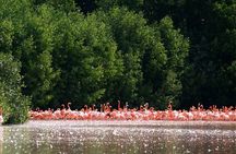 Private Tour Celestun Flamingo Watching and Beach 