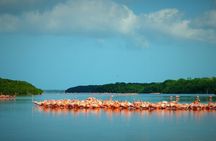 Private Tour Celestun Flamingo Watching and Beach 
