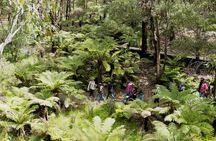 Walk with Wildlife: Guided Tour in Great Ocean Road