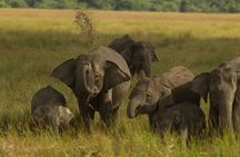 All Inclusive Private Safari in Minneriya National Park