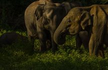 All Inclusive Private Safari in Minneriya National Park