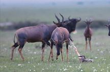 Safari Magic & Local Vibes