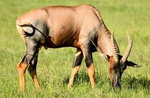 Safari Magic & Local Vibes