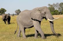 Chobe Full Day Trip