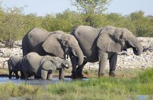 Chobe Full Day Trip