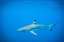 Half-Day Snorkeling Tour from Papeete