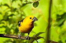 Birdwatching Tour in Giron and Yunguilla Jocotoco Reserve from Cuenca