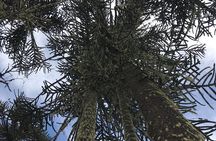 Trekking Andean Lagoons + Mapuche Cuisine