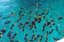 Private Snorkeling Tour to Los Arcos