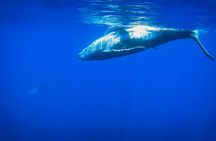 5h Respectful whale excursion complete
