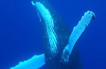 5h Respectful whale excursion complete