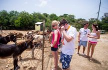 Island Safari Discovery