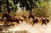 Award-winning Private Classic Horseback Ride