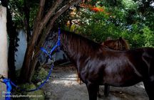 Award-winning Private Classic Horseback Ride