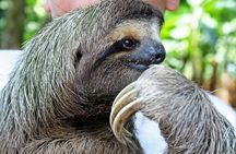 Full-Day Jaguar Rescue Center and Cahuita National Park Tour