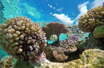 Half-Day Small-Group Cruise in Bora Bora with Snorkelling