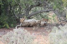 Free Roaming Cheetah Experience