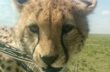 5 Days Safari In Serengeti And Ngorongoro