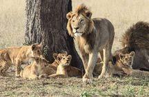  3 Days Serengeti and Ngorongoro Crater Group Tour
