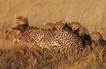  3 Days Serengeti and Ngorongoro Crater Group Tour