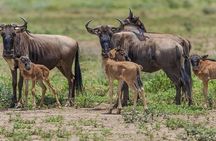 6 Days Serengeti Wildebeest Migration Safari