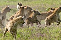 6 Days Serengeti Wildebeest Migration Safari