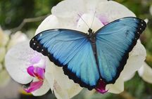 Mindo Cloud Forest Full Day Tour from Quito