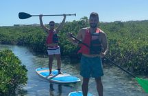 Mangroves Stand-Up Paddleboard Tour