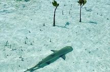 Mangroves Stand-Up Paddleboard Tour