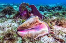 2 dives in Cozumel (for certified divers only)