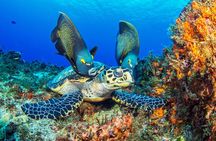 Cozumel Snorkeling Tour from Playa del Carmen