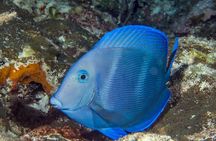 PADI Discover Scuba Diving Tour in Cozumel