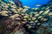PADI Discover Scuba Diving Program in the Riviera Maya