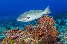 PADI Open Water Diver Course in the Riviera Maya 